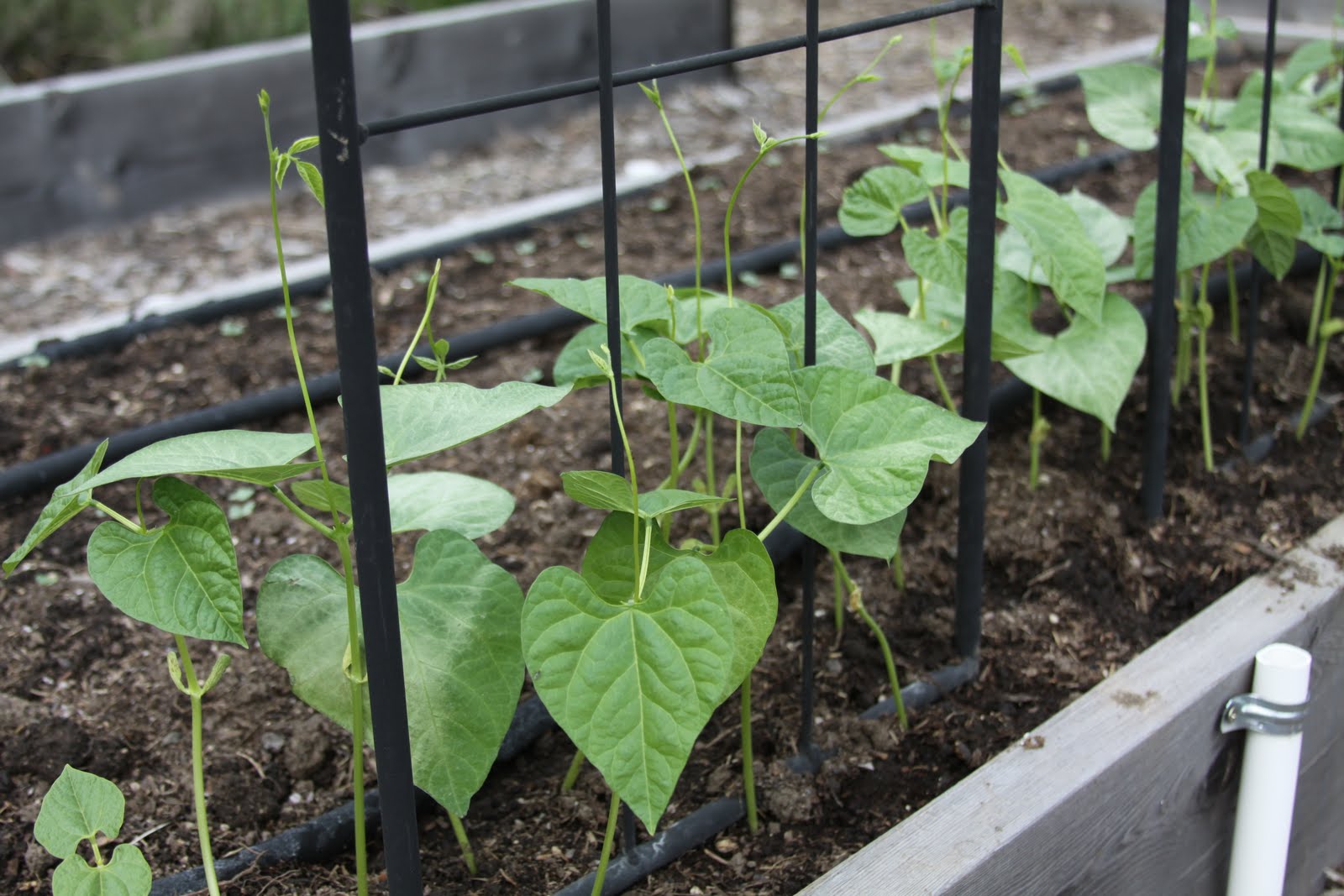 Garden update Growing pole beans Susan's in the Garden