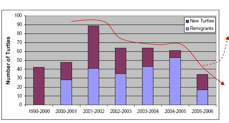 Sea Turtles Population
