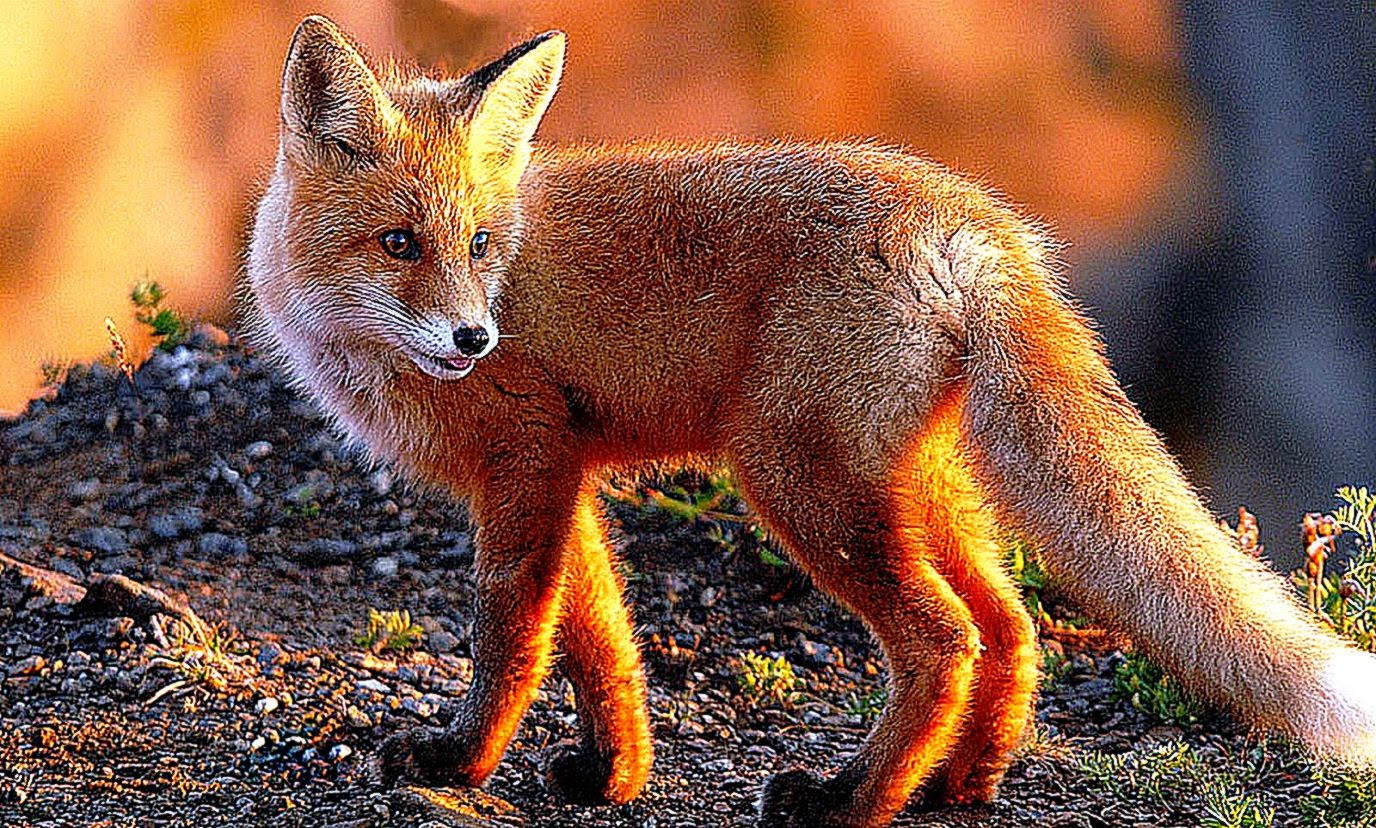 Fox Hd Wallpaper Animal