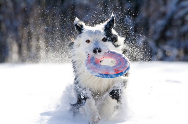 Funny dogs Funny dogs