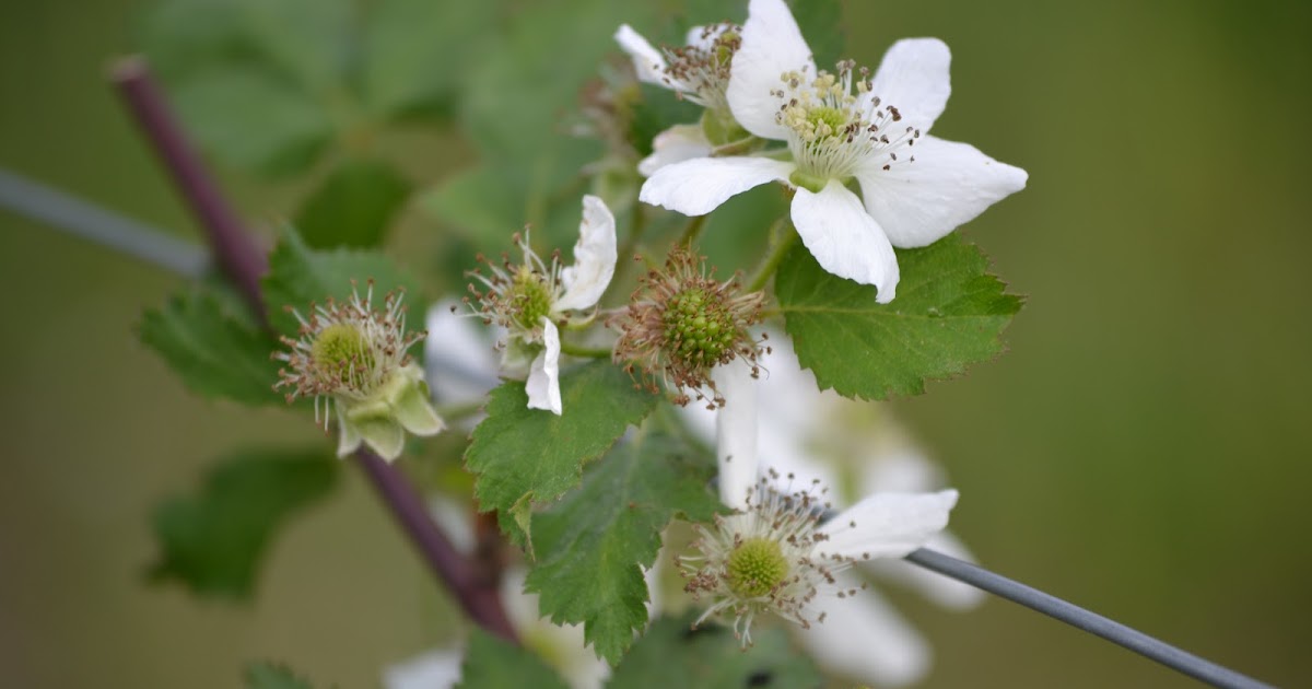 Rattle's Garden Blackberries in Bloom