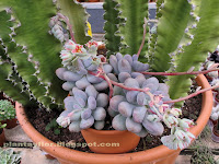 Pachyphytum bracteosum