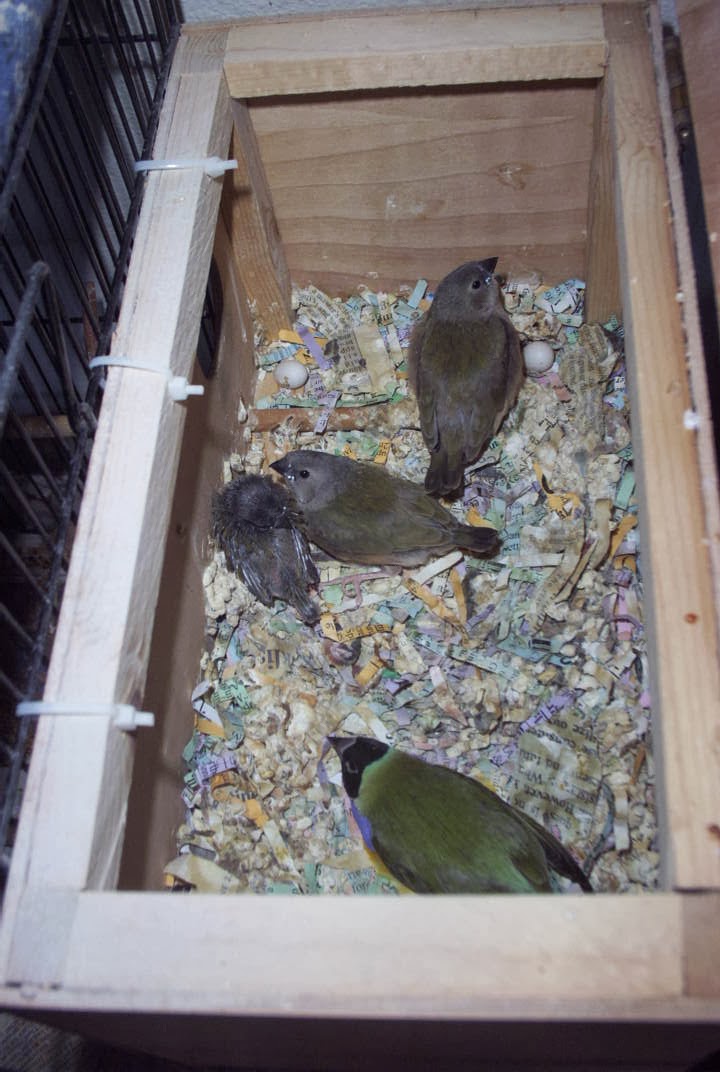 The Splendid Bourke Bird Blog Pink Bourke Parakeets & Lady Gouldian