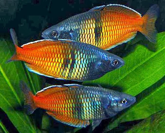 aquaplantarium Rainbow Fish Papua Kekayaan Endemik Nusantara yang