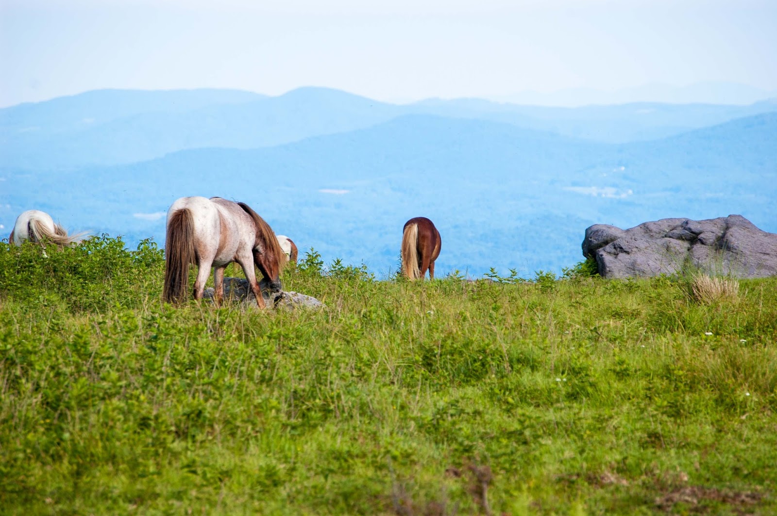 The DoubleBlazed Life Appalachian Trail, VA Elk Garden to Fox Creek