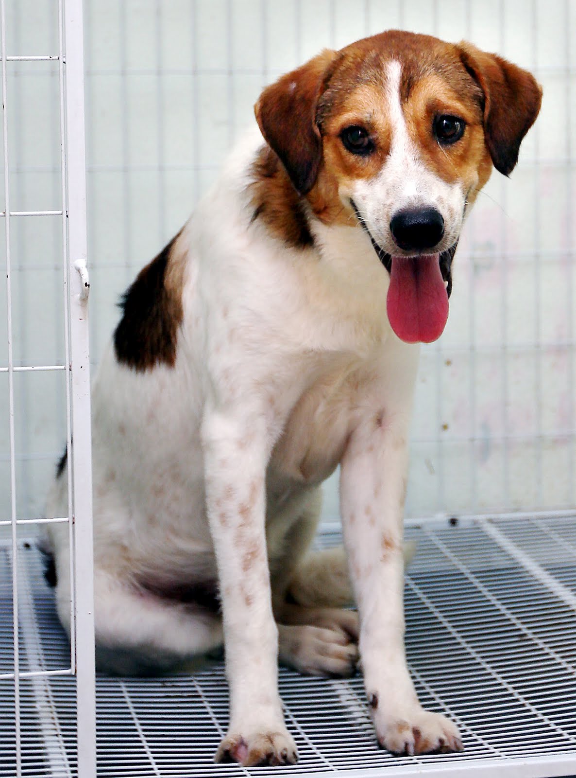 MALAYSIAN DOGS DESERVE BETTER MARCH ADOPTION DRIVE