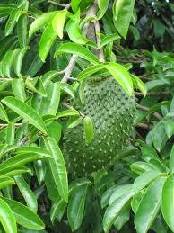 Obat Angin Duduk Tradisional