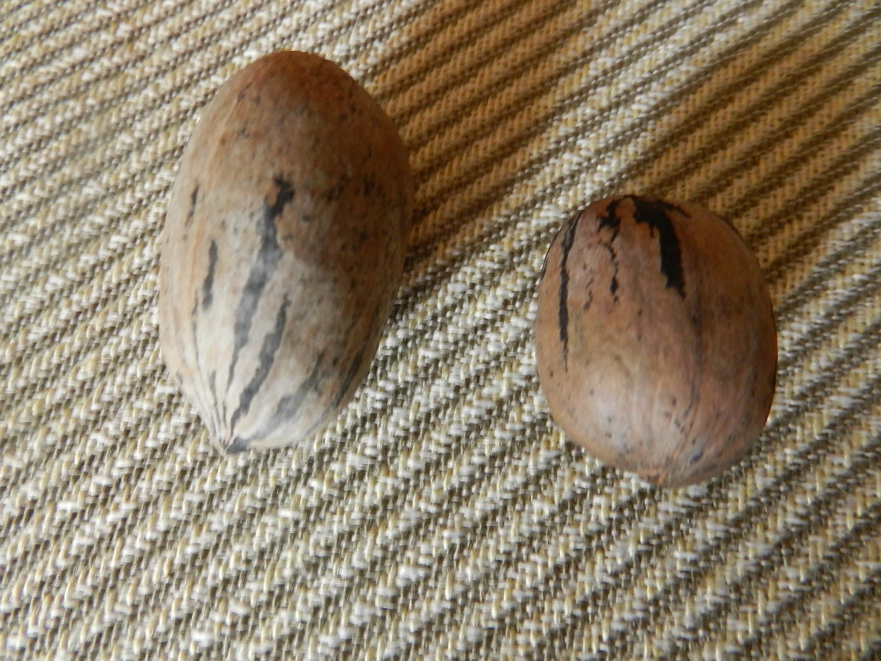 Collecting and Shelling Pecans