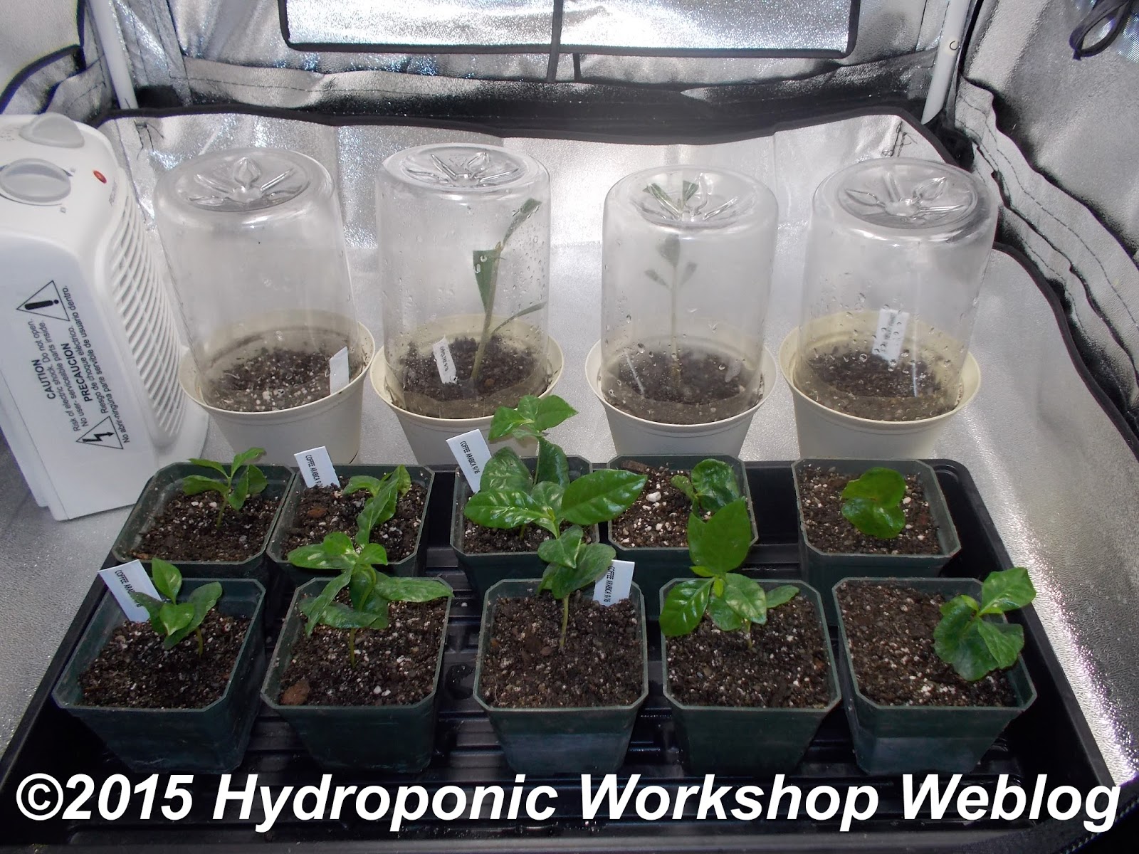 Hydroponic Journal September 17, 2015 Coffee