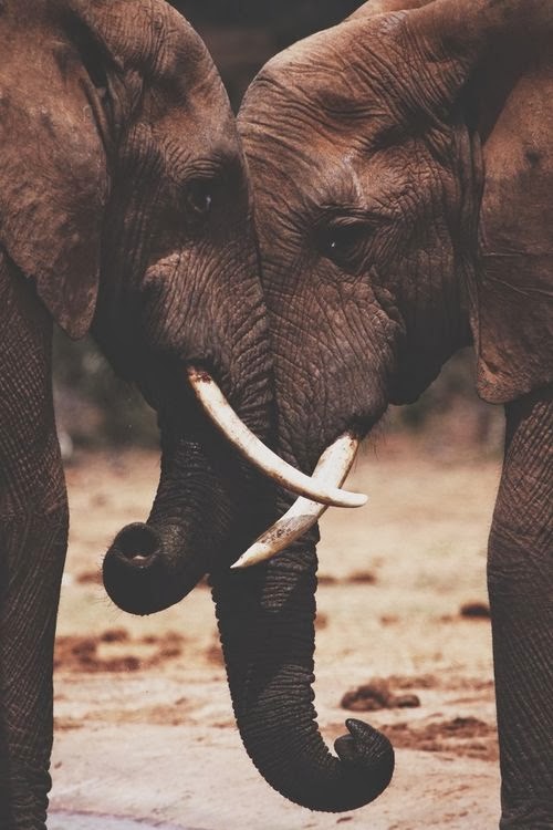 Why do people love animals ? Animal Info