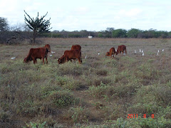 As garças-brancas-pequenas I