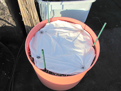 Bucolic Bushwick White Plastic Mulch