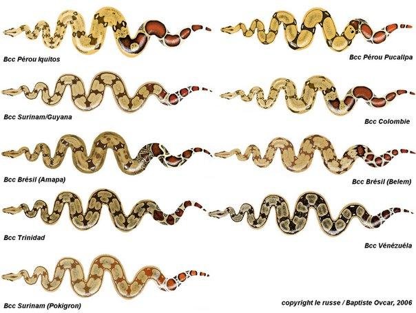 boa constrictor vs ball python boa constrictor vs ball python