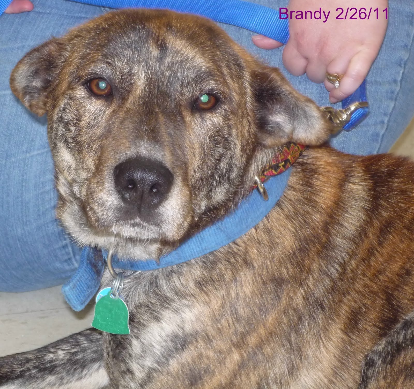 ONE DOG AT A TIME RESCUE Brandy The Heinz 57 dog!!! ADOPTED!!! (Update below)