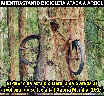mientrastanto bicicleta árbol
