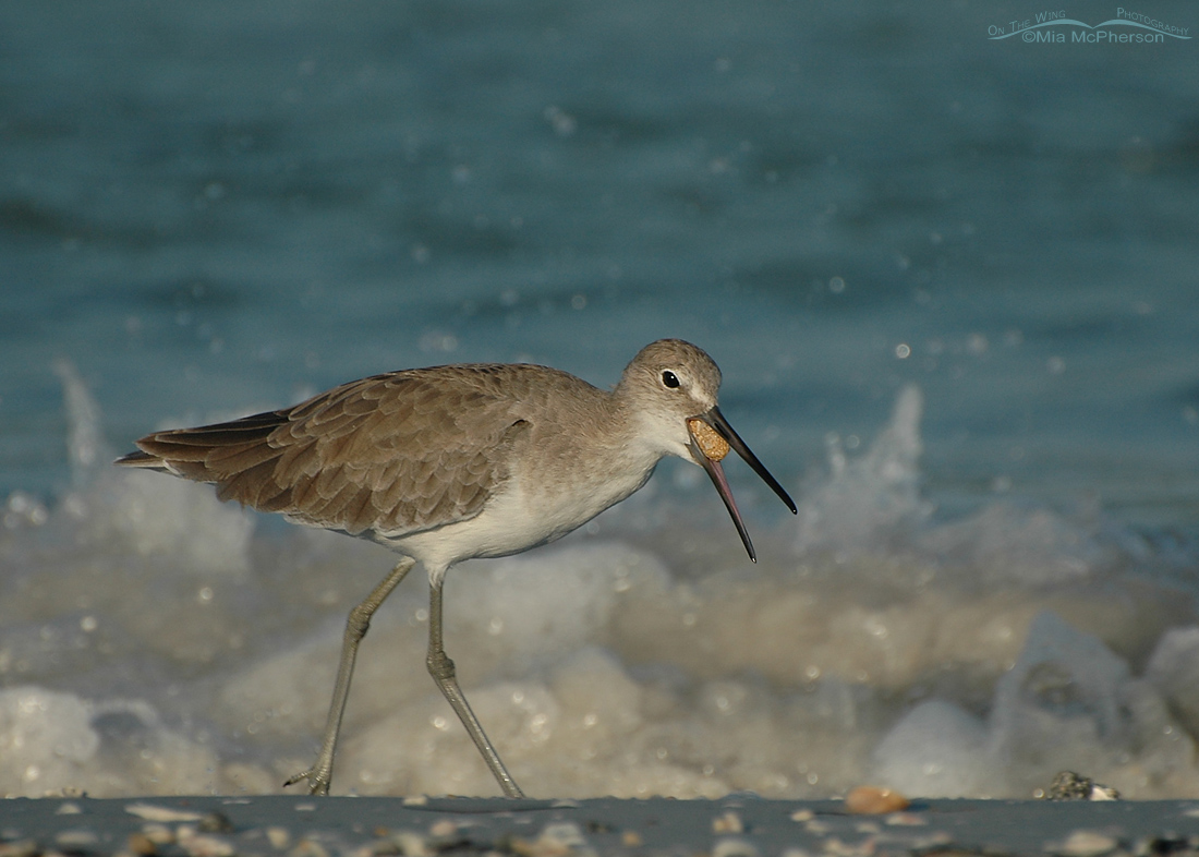 Birding Is Fun! Birds & Pellets