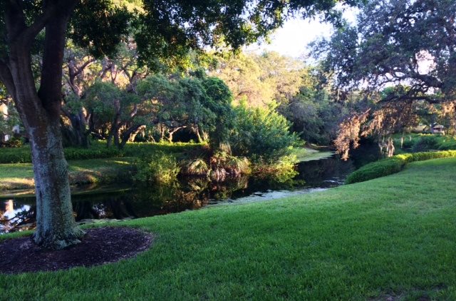 Southern live oak tree