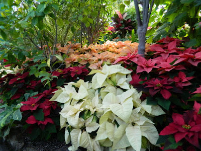 Poinsettias tropical plants at Allan Gardens Conservatory  2015 Christmas Flower Show by garden muses-not another Toronto gardening blog