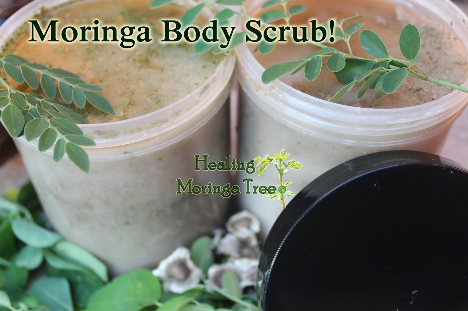 Healing Moringa Tree Moringa body scrubs, Organic with sea salt