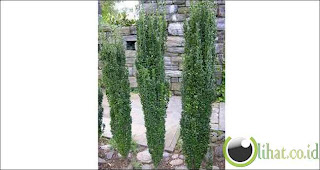 Get Tanaman Pagar Rumah Minimalis PNG