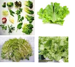 Istana Kuliner Jenis Sayuran Untuk Salad Dan Cara Membuat Salad