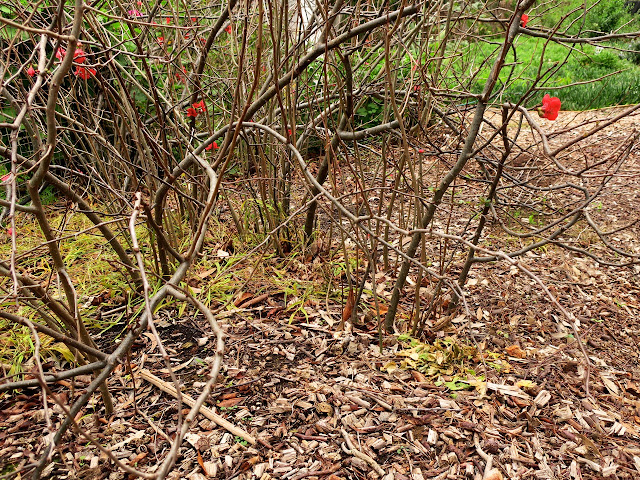 Planting Bare Root Flowering Quince Chaenomeles Speciosa In The