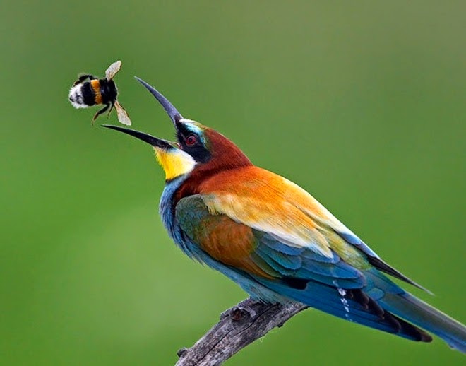 http://www.funmag.org/pictures-mag/animals-and-birds/beautiful-birds-in-action/