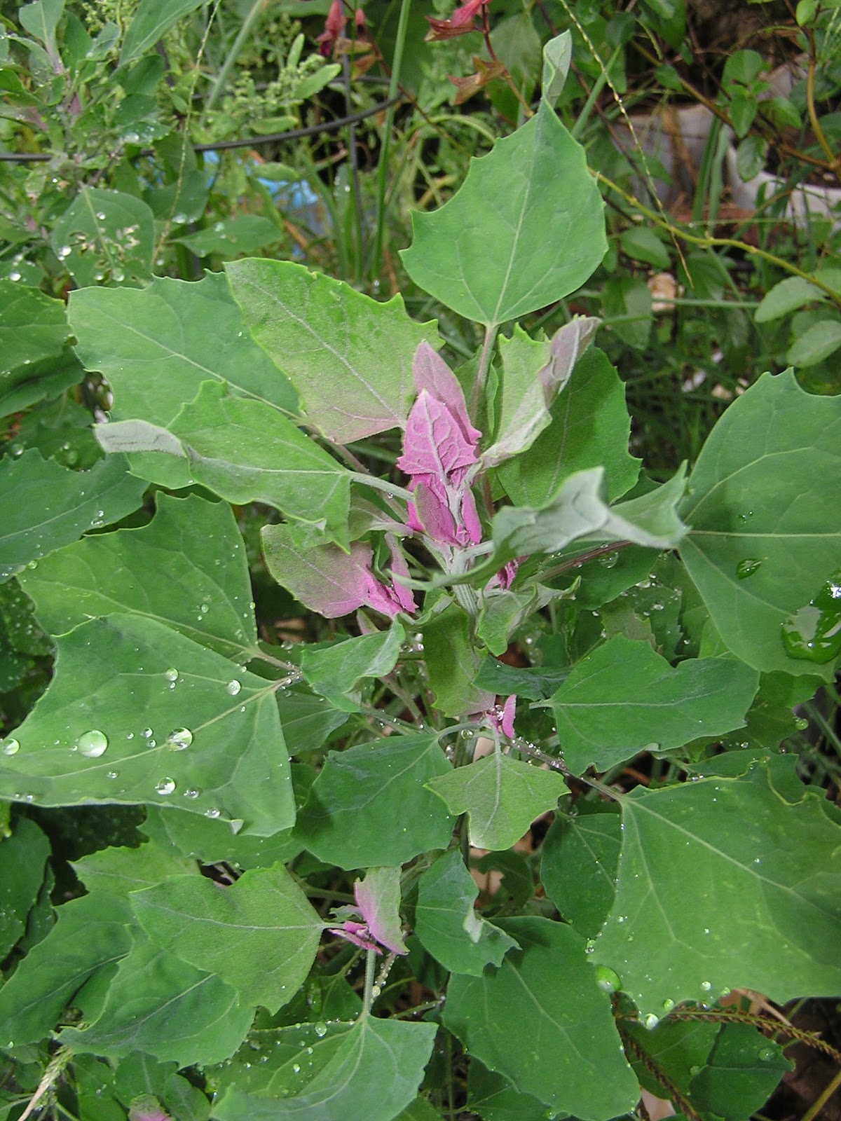 John Starnes� Urban Farm In Denver the various chenopods