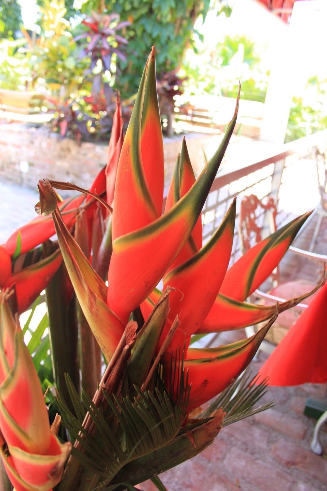 JAMAICA Exxperience JAMAICA Exxperience 40 Jamaican Flowers 2