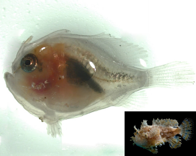 Larval sargassum fish