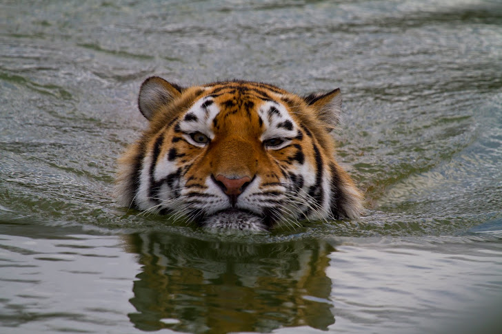 Zwemmende tijger