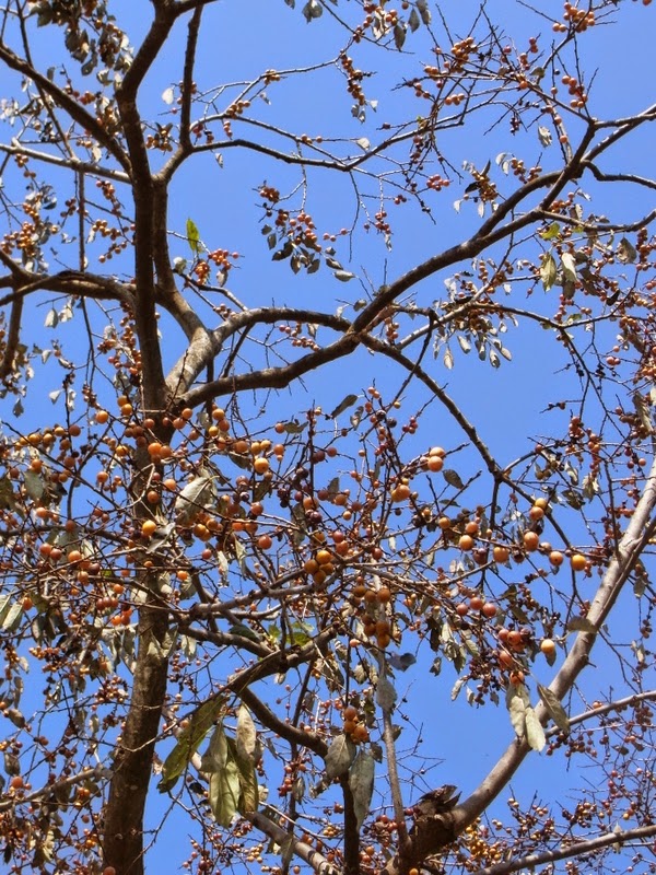 私の拾いもの 小さな柿の実