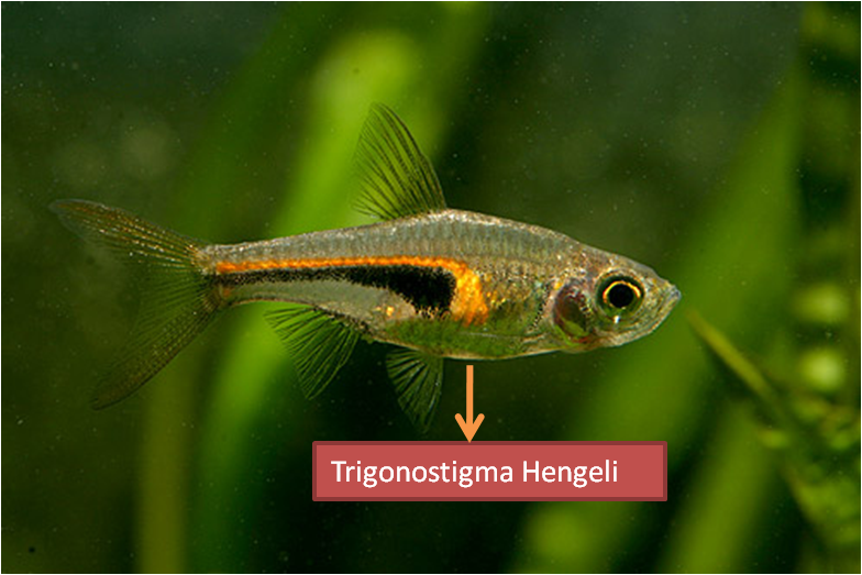 Diferencias entre Arlequines Trigonostigma Heteromorpha, falso