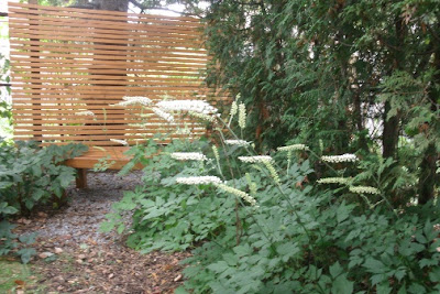 Blooming White Pearl bugbane in front of cedar zen privacy screen and bench by garden muses: a Toronto gardening blog