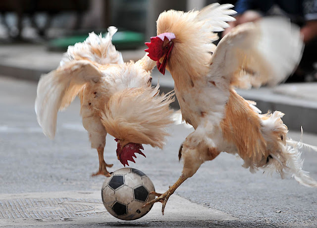 Funny animals playing soccer/football, funny animals, euro 2012, animals play football, animals play soccer