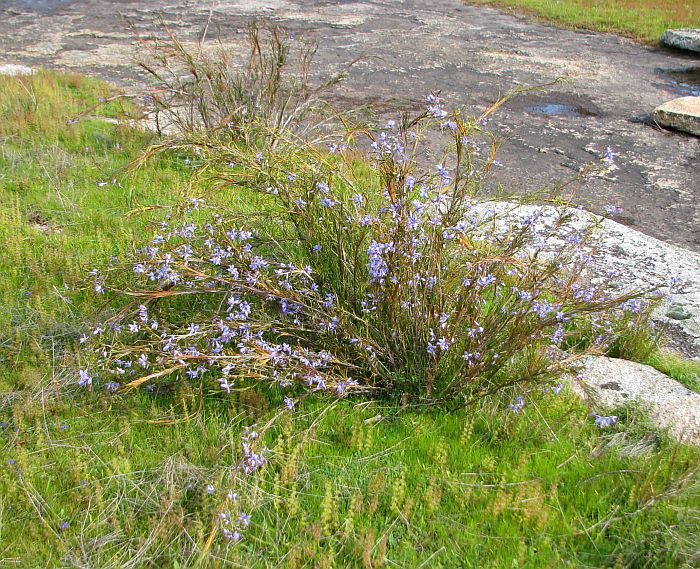 Esperance Wildflowers: Stypandra glauca - Blind Grass