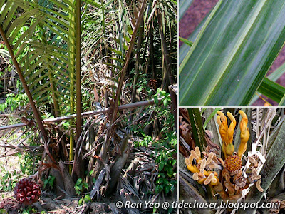 Nipah Palm (Nypa fruticans)