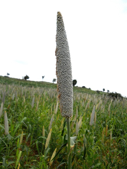 visits to kadiri and puvidham india july august 2012 in praise of millets visits to kadiri and puvidham india july august 2012