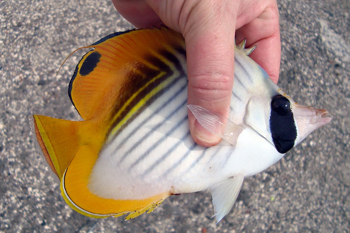 Threadfin Butterflyfish (Chaetodon Auriga)