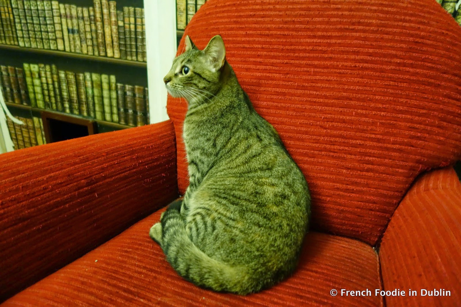 Taste of Paris Le Café des Chats (The Cat Café) (75003) French