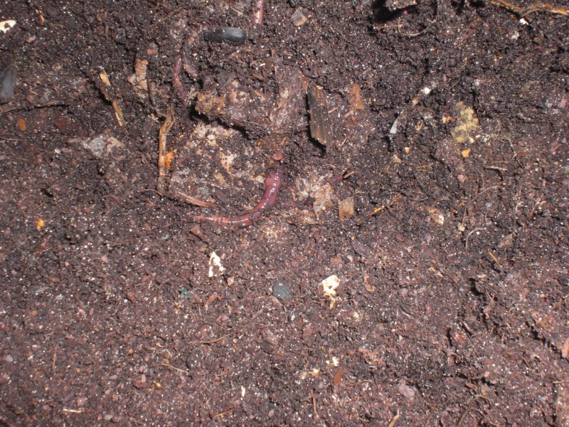 worm farm