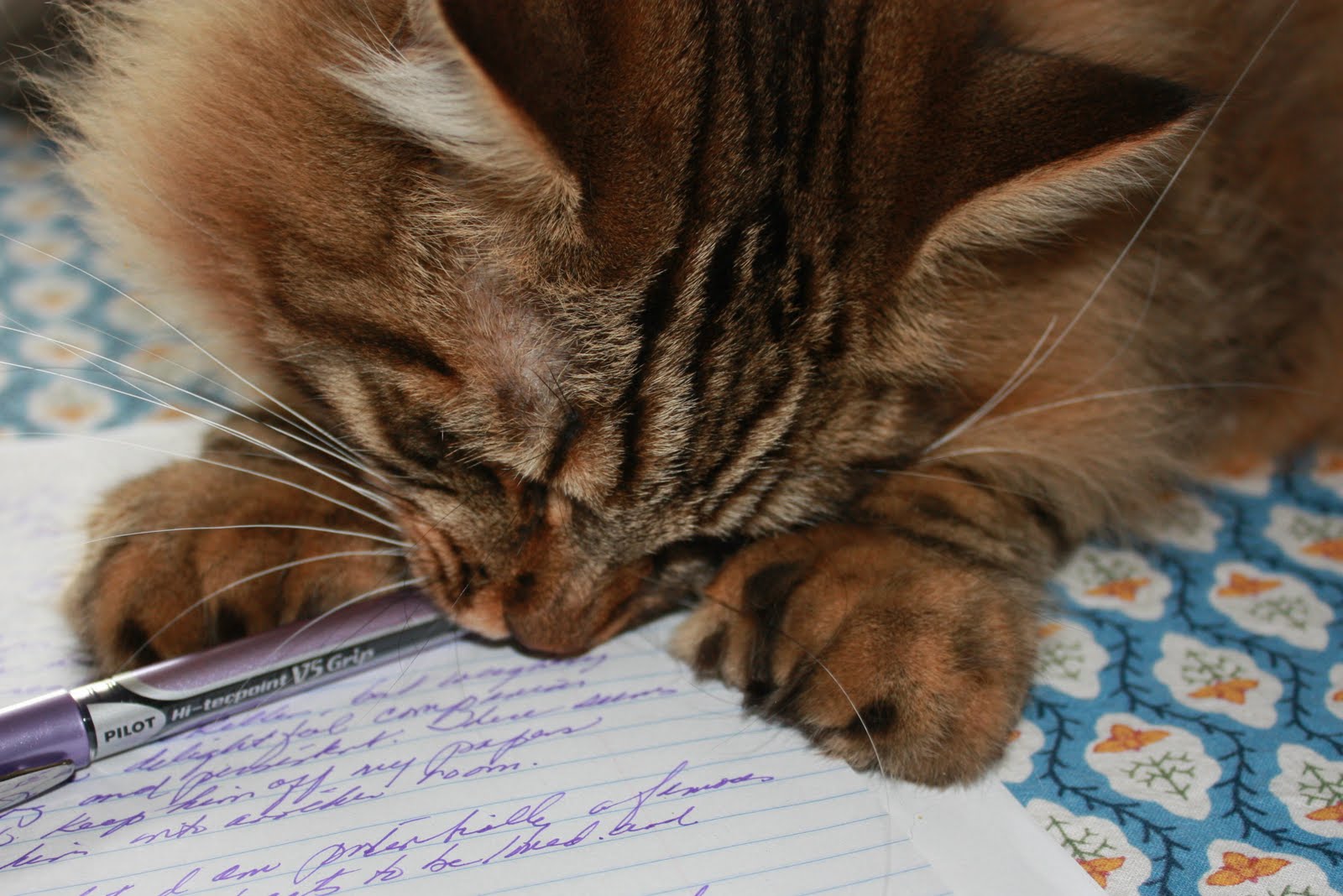 Carol Steel Cats and Writing