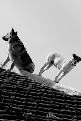 PERROS DE SOL.