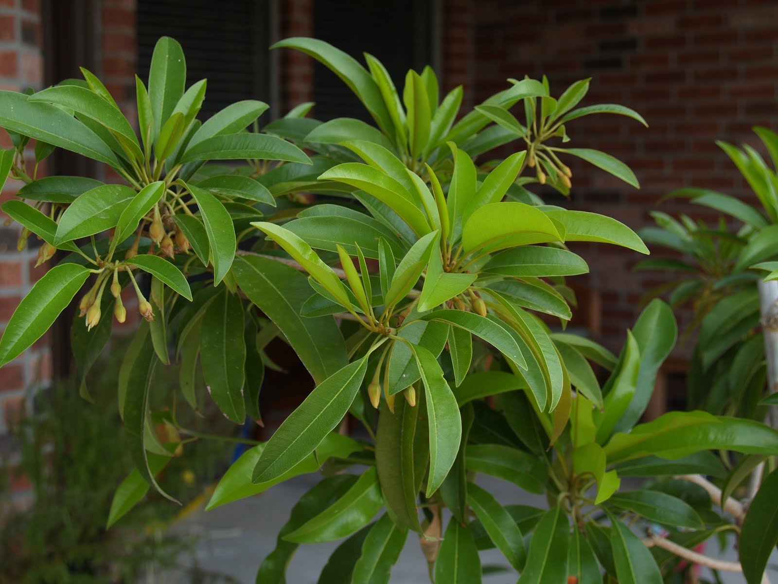 Almost Tropical in Texas: Makok Sapodilla Flowers in a Pot