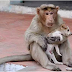 Photos:Check out the Incredible story of a Monkey that adopted a lost puppy