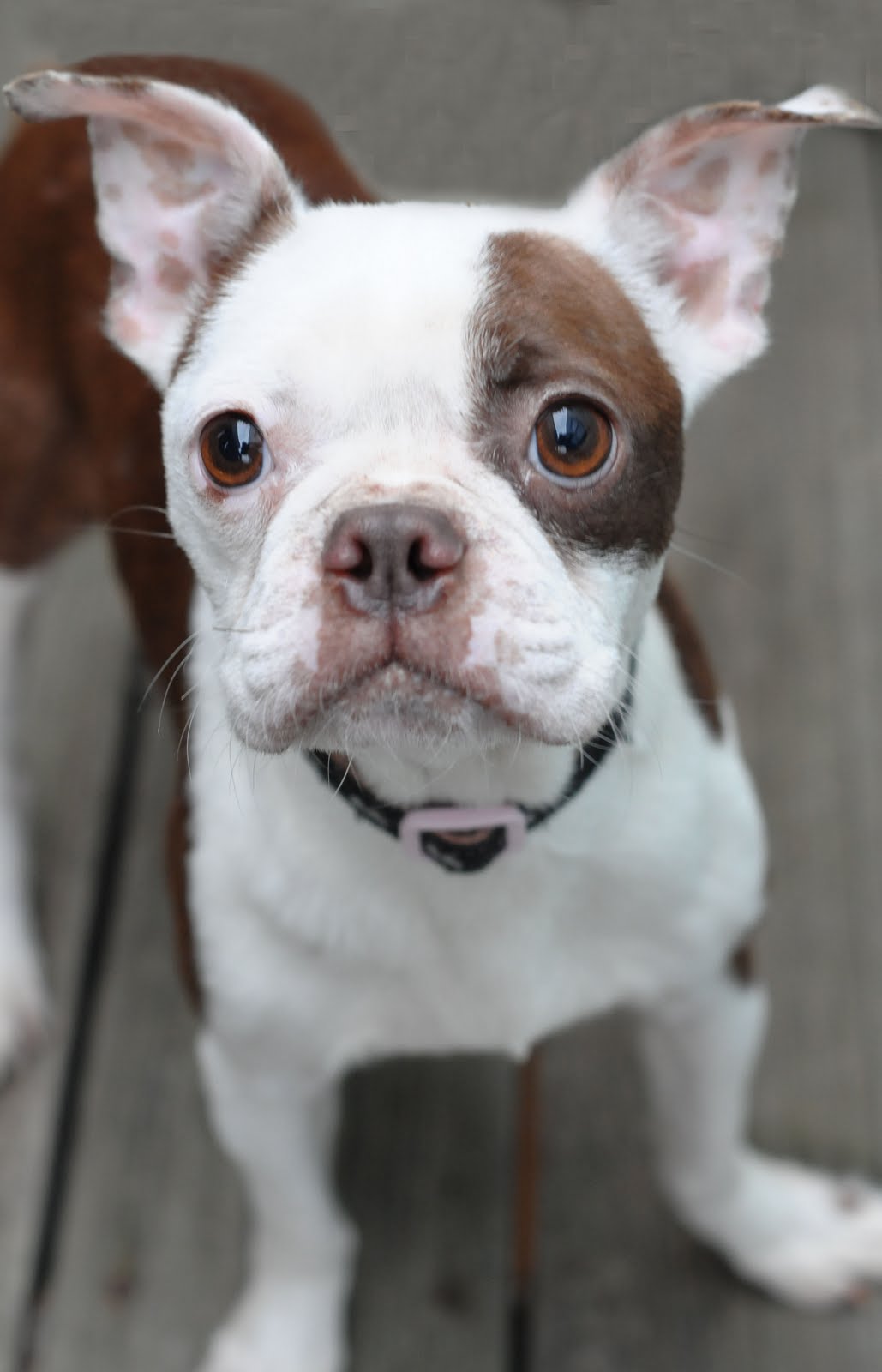 Protective Animal Welfare Society (KC PAWS) Kansas City Pets for Adoption Adopt Me Please