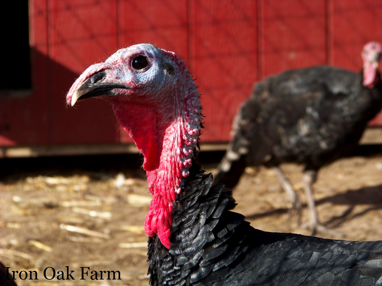 Turkeyisms Community Chickens