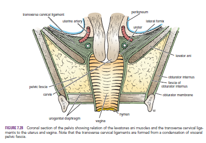 Human Medecine: Uterus-Uterus Relations-Function- Positions of the