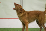 Vito the Toller