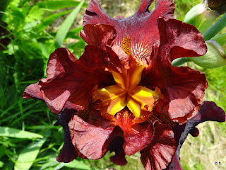 Iris bordeaux